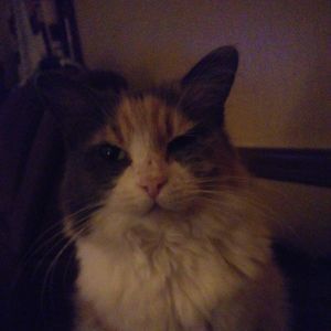 Meet your Posher, Diana